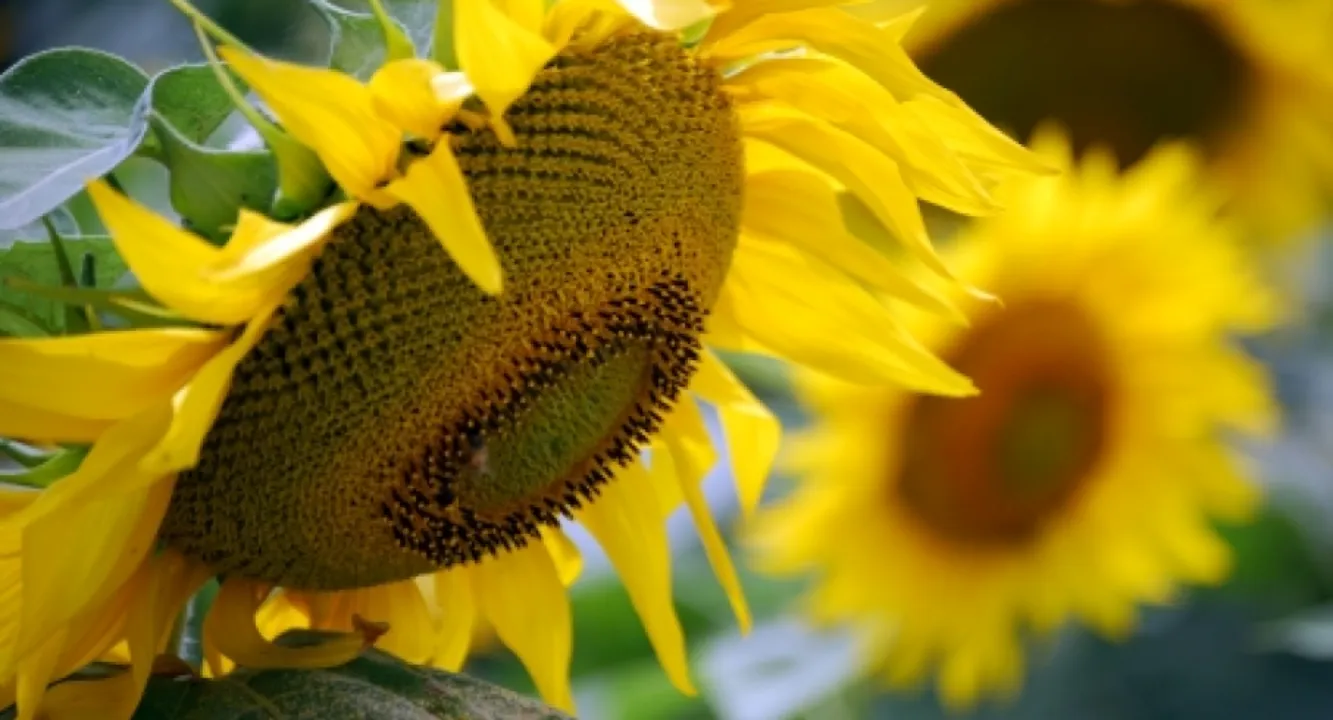 El USDA proyecta una producción argentina de girasol de 8 millones de toneladas para la campaña 2026/27, un 14,2% más que la actual