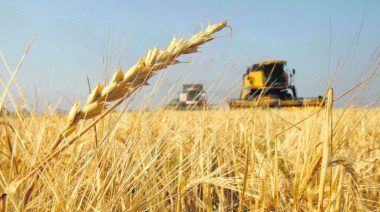 Girasol, soja y trigo lideraron el salto exportador de abril: las DJVE crecieron 24% respecto al mismo mes de 2025