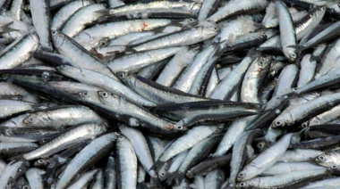 El CFP asignó cuotas de reserva social y habilitó la pesca de anchoíta en zona de veda