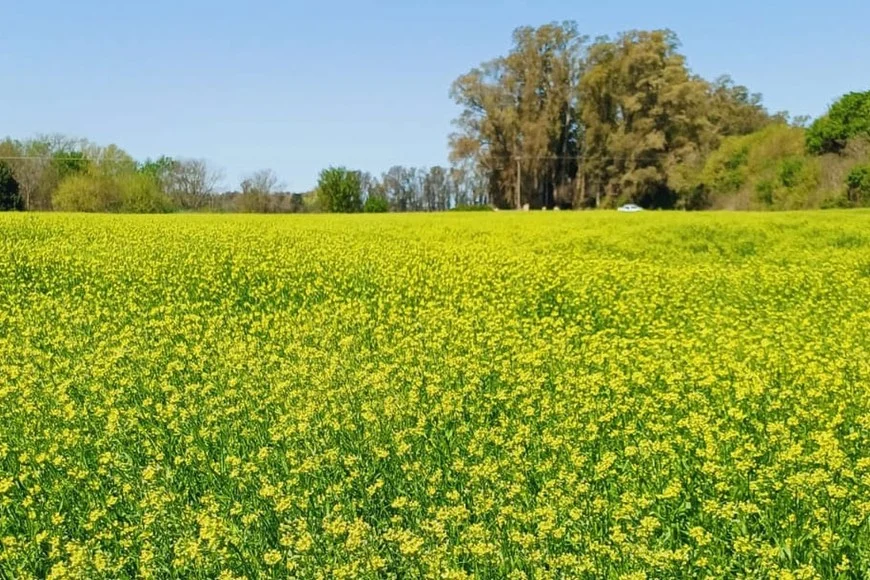 Carinata, camelina y colza: contratos integrados y certificación sostenible definen la comercialización de las oleaginosas invernales en Argentina