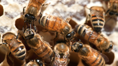 El SENASA destacó el rol de las abejas en la producción de alimentos y renovó la alerta por el Pequeño Escarabajo de las Colmenas