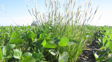 El INTA Manfredi confirmó biotipos de Chloris virgata resistentes a glifosato y haloxifop metil en el centro de Córdoba