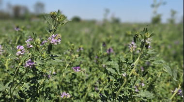 Las exportaciones de alfalfa crecieron casi un 92% en el primer trimestre y sostienen tres años de alza consecutiva