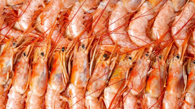 Estados Unidos pagó USD 10.993 por tonelada de langostino argentino en 2025