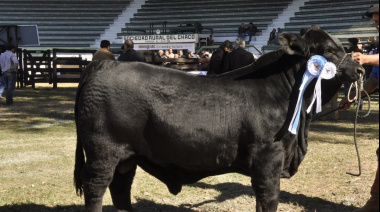 El Gobierno Nacional implementó beneficios impositivos para incentivar el mejoramiento genético animal