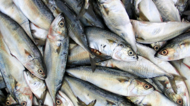 Las exportaciones pesqueras crecieron 32% en valor durante el primer cuatrimestre