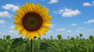 Senasa recomendó el uso de semilla fiscalizada ante la siembra de girasol
