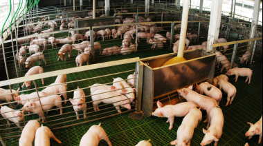 Las exportaciones de la cadena porcina crecieron 161% en valor durante el primer cuatrimestre de 2026