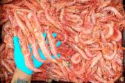 Langostino. Chubut a punto de lograr la certificación MSC