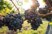 Balance 2024 del vino argentino: las bodegas cerraron un año con superávit de premios y déficit de ventas