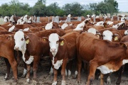 Fuerte caída del stock bovino en Argentina