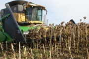 Avance de cosecha de girasol con rindes buenos, pero riesgo climático latente