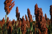 El sorgo argentino se consolida con más siembra, mayor producción y fuerte perfil exportador
