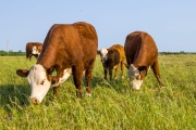 Guerra de aranceles: Argentina se posiciona ante un nuevo escenario global de carne vacuna tras medidas de EE.UU. a Brasil