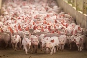 Aranceles: China eleva al 87% las tarifas a la carne de cerdo y aves de EE.UU. a partir del 1 de Agosto