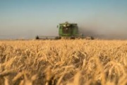 Trigo a precios de cosecha y maíz domina la actividad en un primer semestre de repunte de la molienda de soja