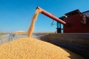 El USDA revela un panorama mixto: fuertes subas en maíz, pero recortes en la proyección mundial de soja y trigo