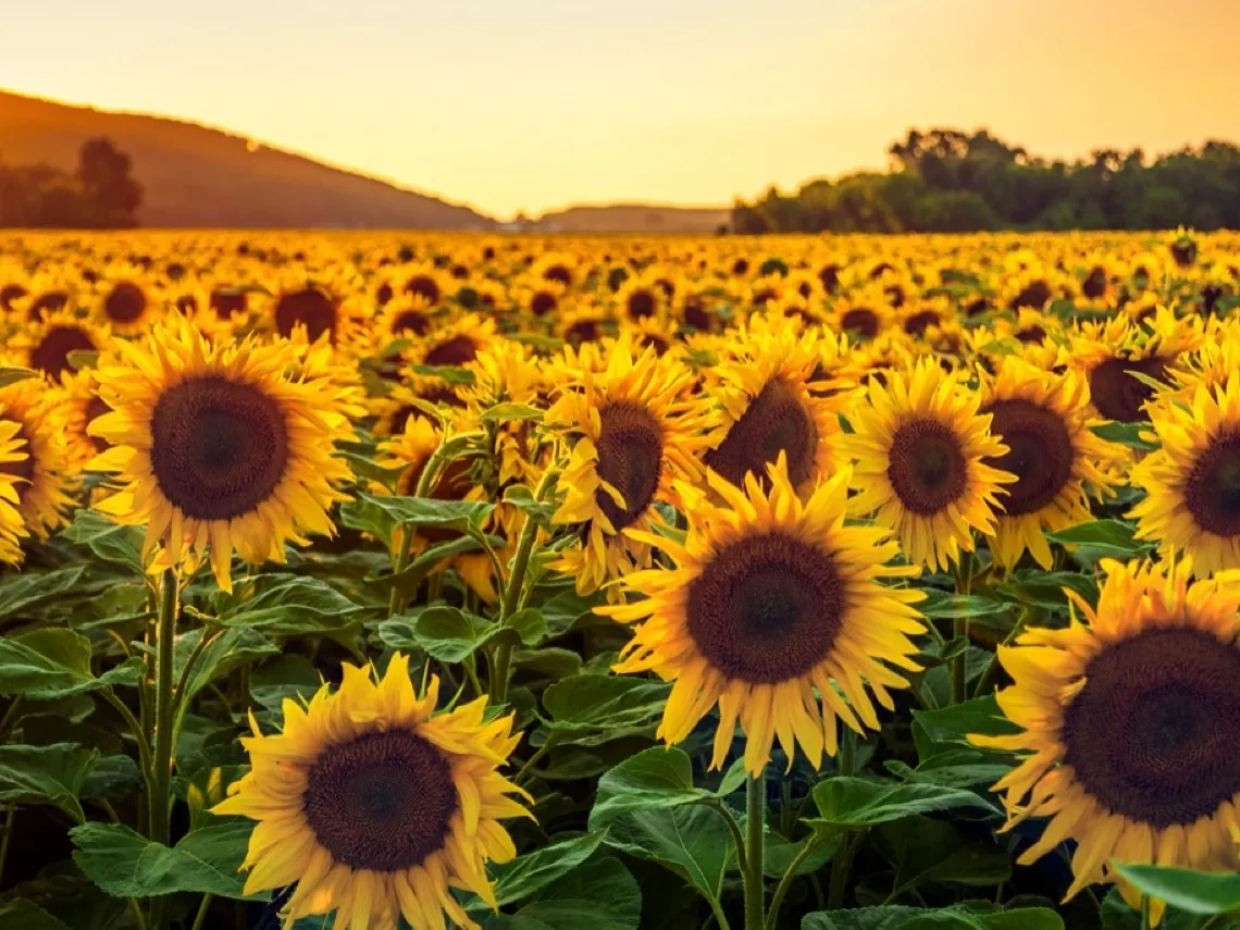 El girasol argentino vive su mejor semestre en 20 años impulsado por exportaciones récord