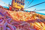 Autorizan la pesca comercial de langostino en Subárea 4 tras resultados positivos de la prospección