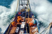 El langostino argentino resurge en una temporada tardía con abundancia y tallas de alta demanda internacional