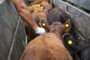 La producción de carne crece, pero la faena en niveles altos compromete la recomposición del stock ganadero