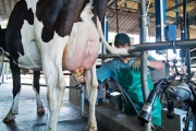 Argentina lidera el crecimiento de la producción mundial de leche en el primer semestre de 2025