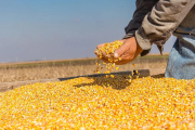 El mercado de granos, con rumbos opuestos: ventas activas de soja y un ritmo lento para el maíz y el trigo