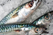El INIDEP evalúa el stock sureño de caballa en el área de El Rincón a bordo del buque Mar Argentino