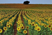 La agroindustria argentina creció 1,3% en el primer semestre impulsada por el girasol, la carne y el maíz