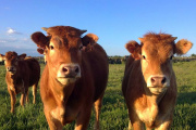 La producción de carne bovina crece en julio, pero los precios del mercado interno desalientan las exportaciones