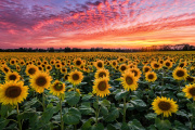 El girasol se encamina a su mayor siembra del siglo con una proyección de 2,7 millones de hectáreas