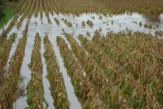 El 27% de las hectáreas de trigo argentino presenta excesos hídricos tras las lluvias torrenciales