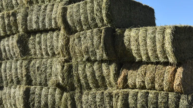 La alfalfa argentina llega a África: San Luis concreta su primera exportación a Ghana