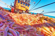 Finaliza la temporada de langostino 2025 en la ZVPJM con el cierre de las últimas áreas operativas