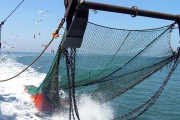 El valor de las Unidades Pesca aumenta un 13,26% y se actualiza el régimen sancionatorio