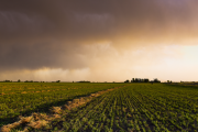 Impacto de las lluvias en la cosecha de fina: Un panorama mixto en el sur de la provincia de Buenos Aires.