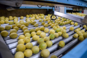 Cítricos argentinos: un motor de crecimiento en las exportaciones agroindustriales