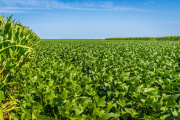 Campaña de soja 2025/26: Reservas hídricas favorables impulsan el optimismo en el agro