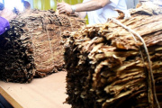 Argentina asigna un cupo arancelario de tabaco para su exportación a Estados Unidos