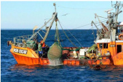 Alerta por la biomasa de langostino: un informe oficial revela una caída en la principal pesquería del país