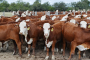 INTA propone un control integrado contra la garrapata bovina para potenciar la producción de carne