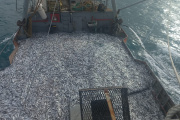 Rawson avanza en la certificación de sostenibilidad de su pesquería de anchoíta