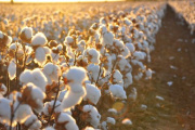 El Algodón Argentino: Entre la Tradición Regional y los Desafíos del Mercado Global.