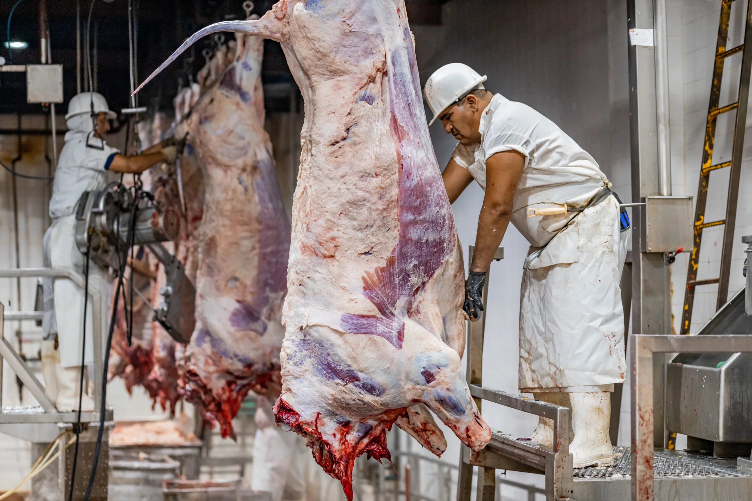 Renta creciente y faena a la baja: El precio de la hacienda subió 60,4% interanual, pero la exportación cayó 11,7%