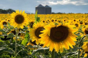 Avance de siembra de granos gruesos: Girasol lidera expansión y preocupan heladas en trigo y cebada