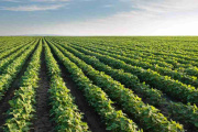 La siembra de soja avanza en la Zona Núcleo con márgenes en alza y pronóstico de alta productividad