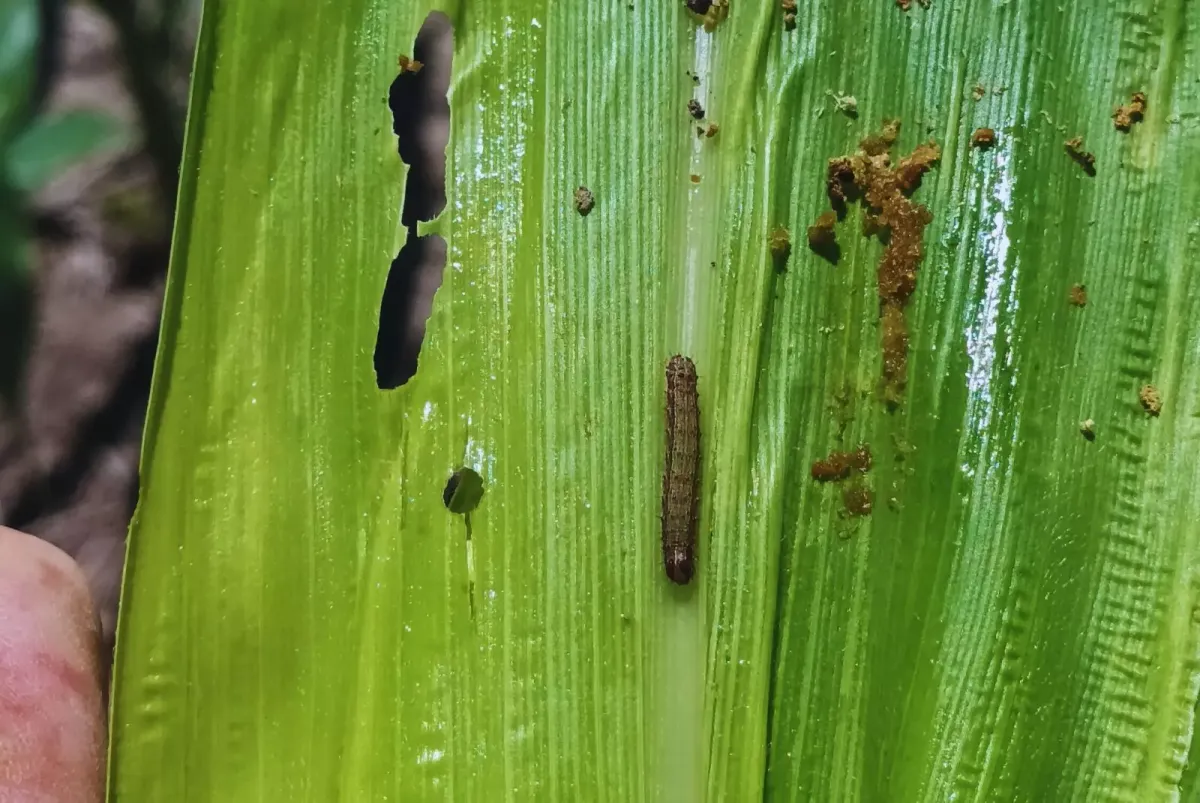 El gusano cogollero ataca maíces y pone en jaque la campaña agrícola en Santa Fe