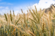 Argentina se encamina a una cosecha récord de cebada
