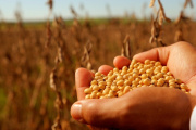 Evaluación de calidad de semilla de soja impulsa expectativas para la campaña agrícola 2025/26
