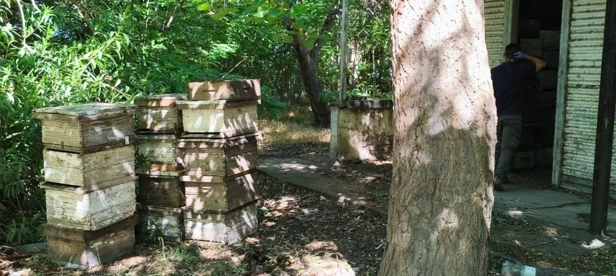 SENASA interviene por foco de Loque Americana en Río Negro